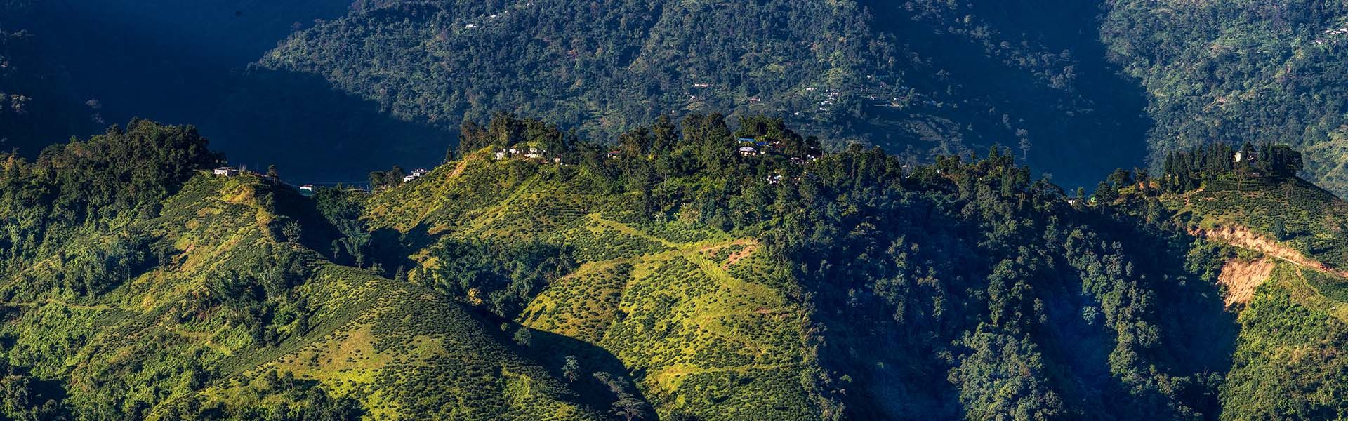 Die Region Darjeeling Teekampagne
